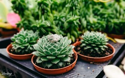 Succulents: The Alternative to Wedding Flowers