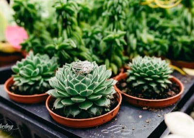 Succulents: The Alternative to Wedding Flowers