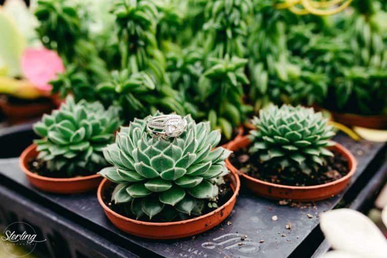 succulents