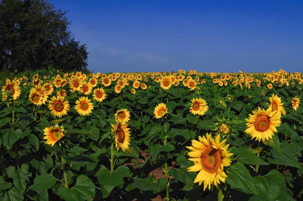 sunflower-farm
