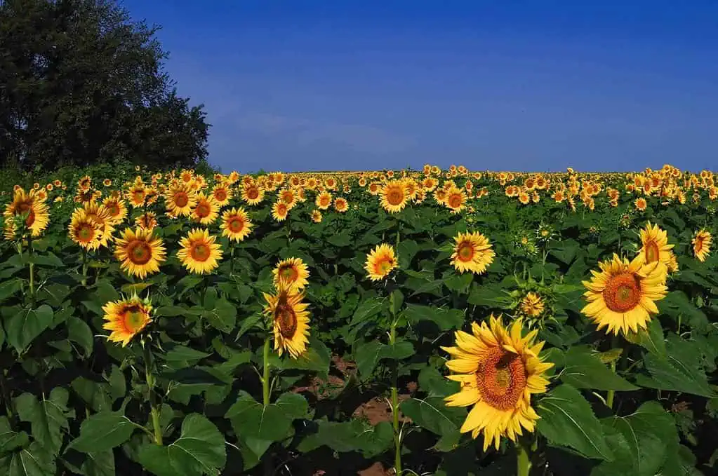 sunflower-farm